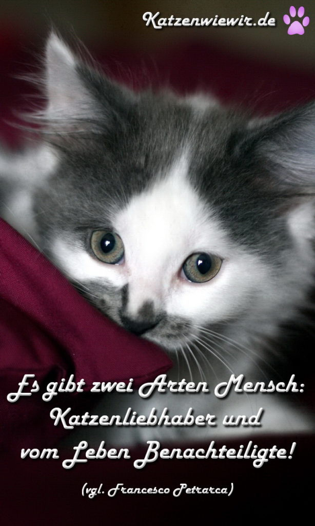 KatzenBild / KatzenSpruch 4