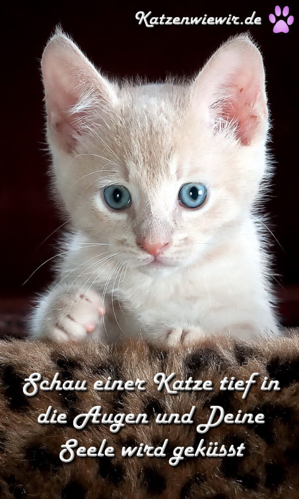 KatzenBild / KatzenSpruch 5