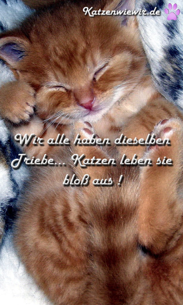 Süße Katzen Bilder 2 katzenwiewir.de