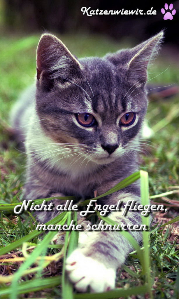 Süße Katzen Bilder 3 katzenwiewir.de