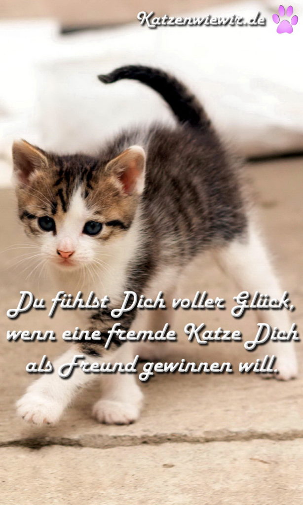 45+ Suesse bilder mit spruch info