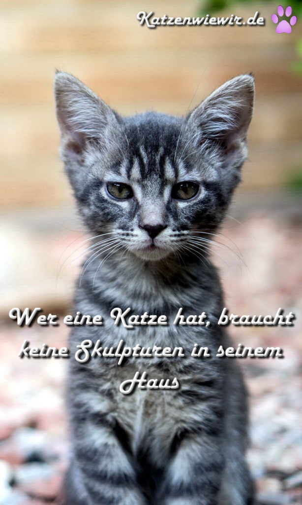 46+ Katzen bilder mit spruechen ideas