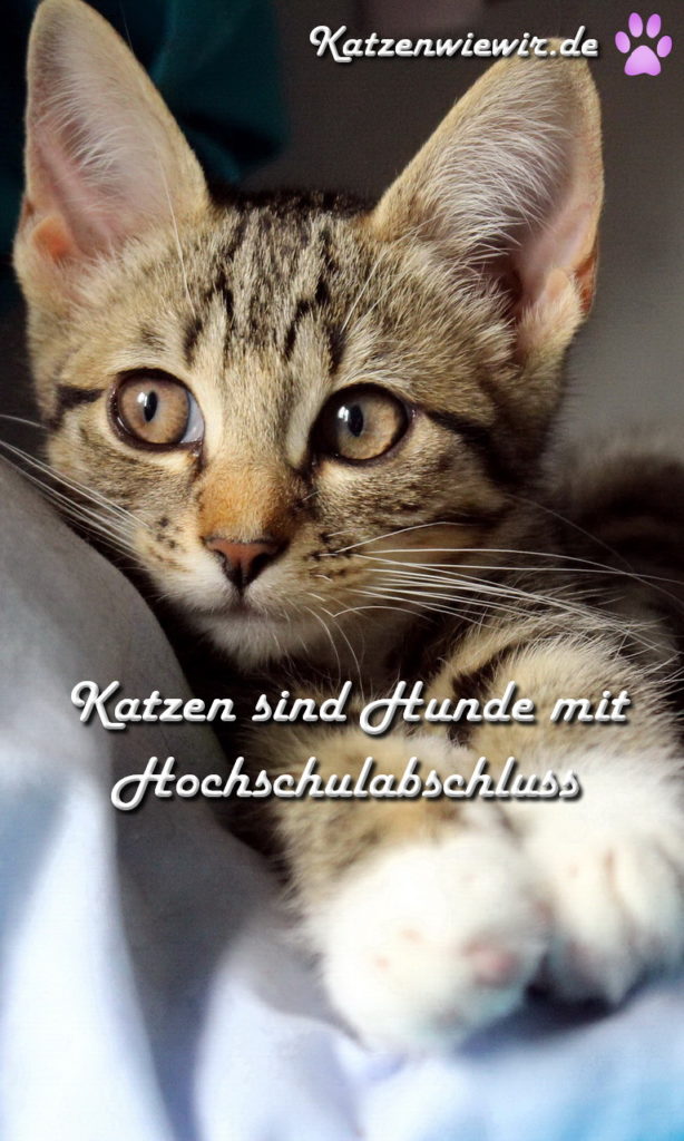 Süße Katzen Bilder 4 | katzenwiewir.de