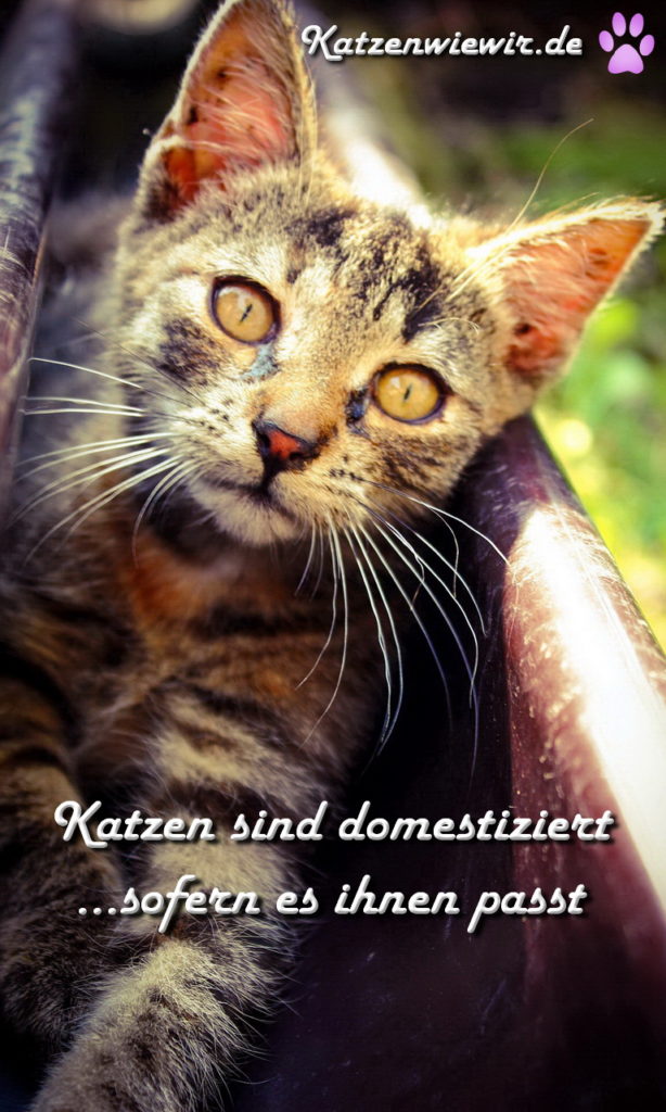 Süße Katzen Bilder 4 katzenwiewir.de