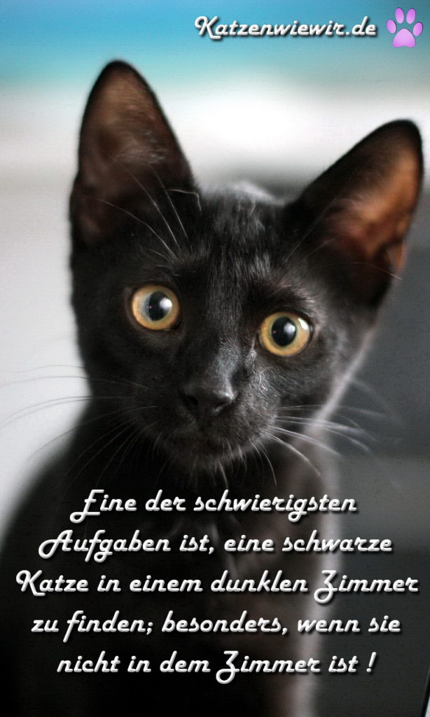 Süße Katzen Bilder 4 katzenwiewir.de