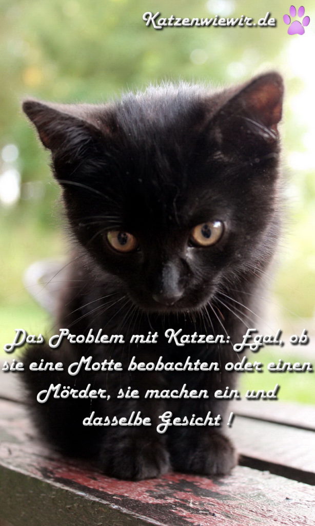 Süße Katzen Bilder 5 katzenwiewir.de