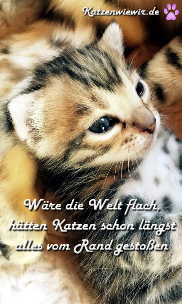 Süße Katzen Bilder 6 katzenwiewir.de