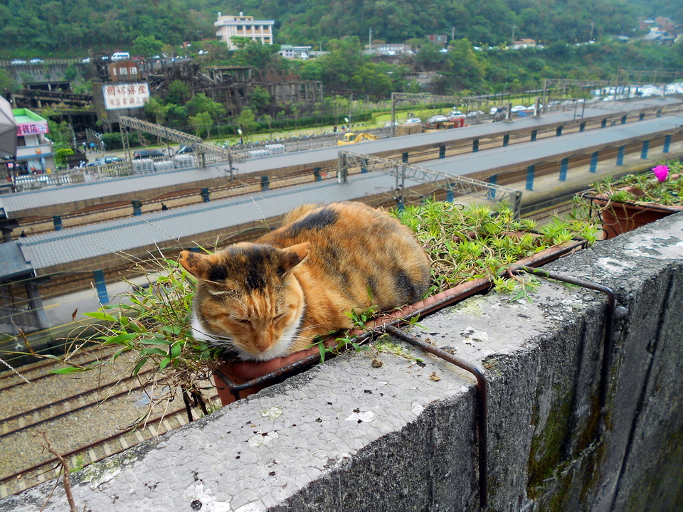 Katzen retten Stadt in Taiwan