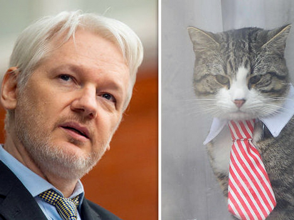 Wo ist Julian Assanges Katze?