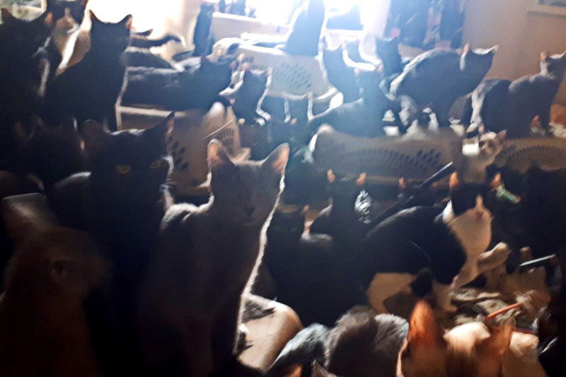 300 Katzen aus Wohnung befreit