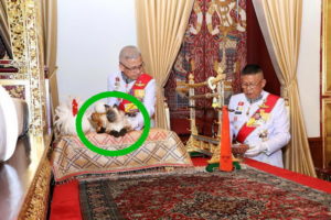 Verwirrung über Katze bei Krönung des thailändischen Königs