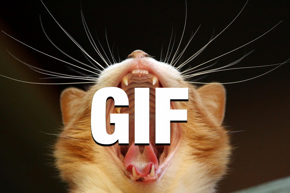Lustige Katzen GIFs – Lecker
