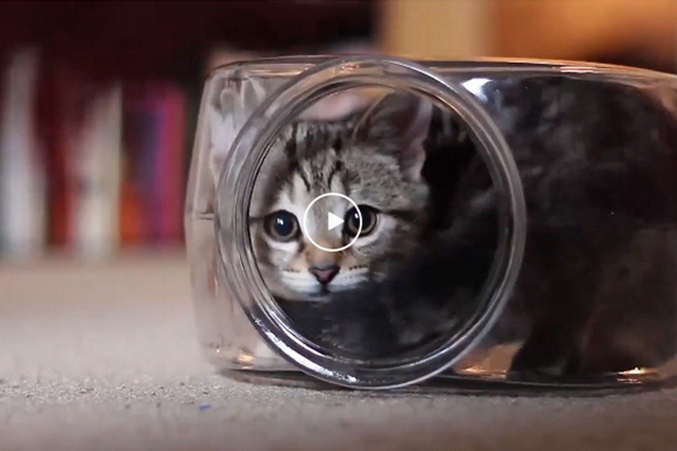 Katze verliebt in Fischglas
