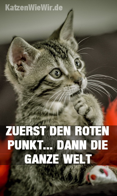 LUSTIGE Katzen Memes #15 | katzenwiewir.de
