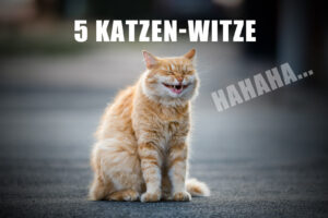 5 Katzen-Witze