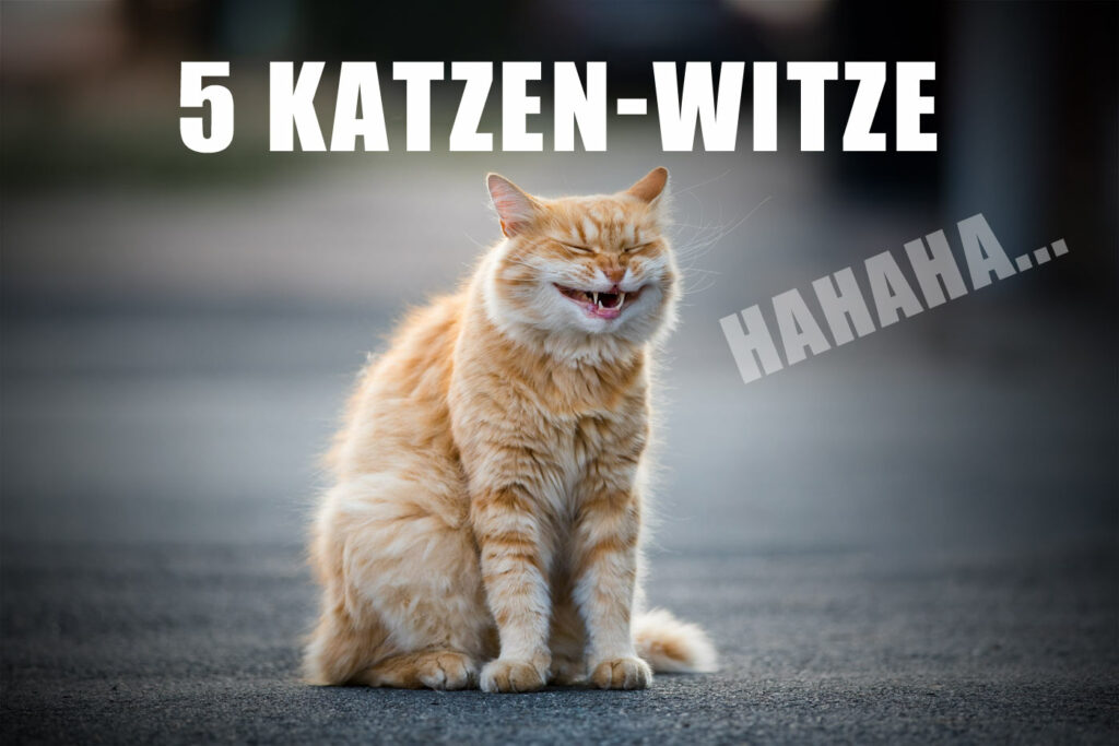 Katzen-Witze - Katze lacht