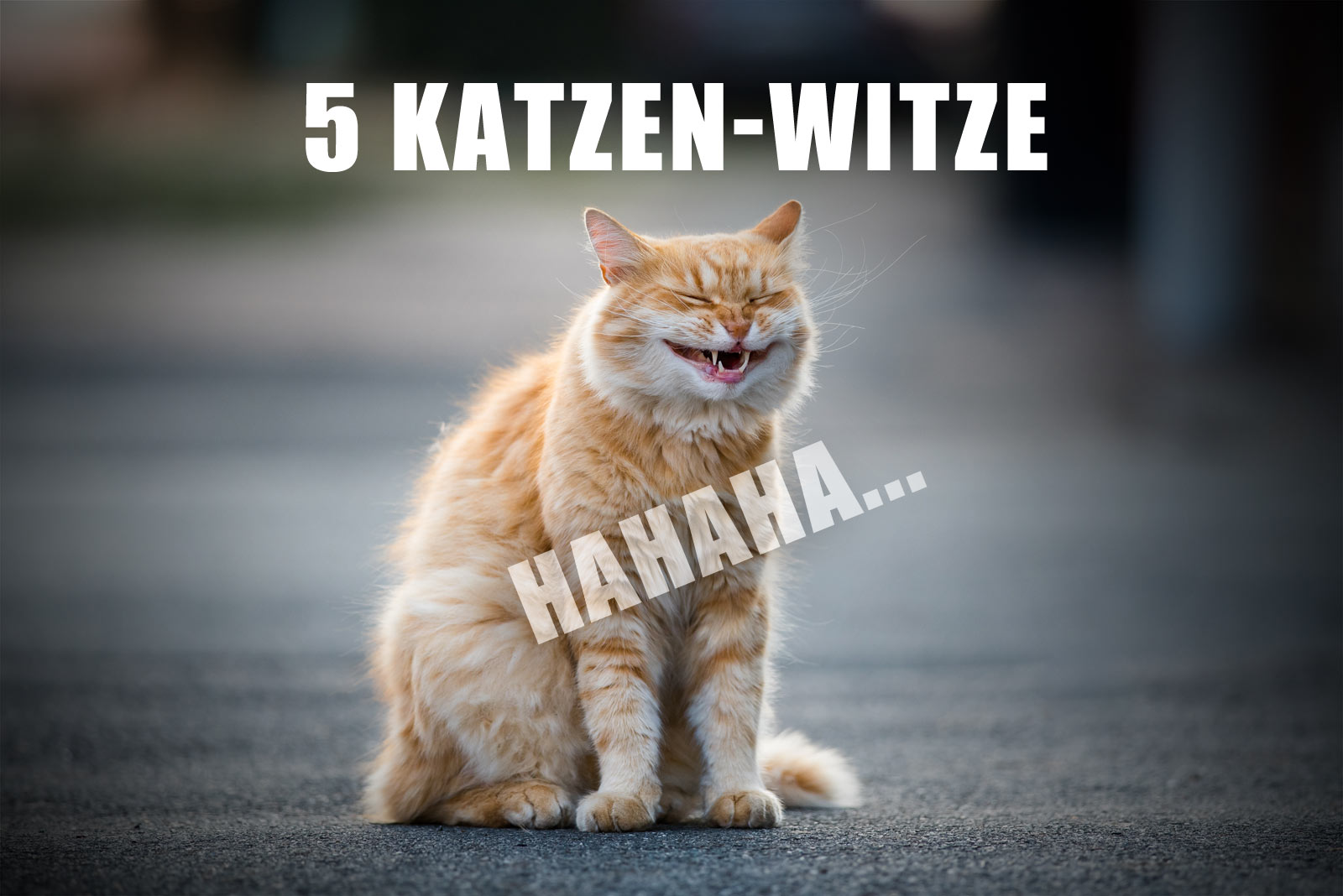 5 Kurze Witze Mit Katzen